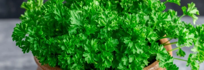 Topf mit frischer Petersilie